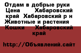 Отдам в добрые руки › Цена ­ 1 - Хабаровский край, Хабаровский р-н Животные и растения » Кошки   . Хабаровский край